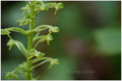 Habenaria ovalifolia